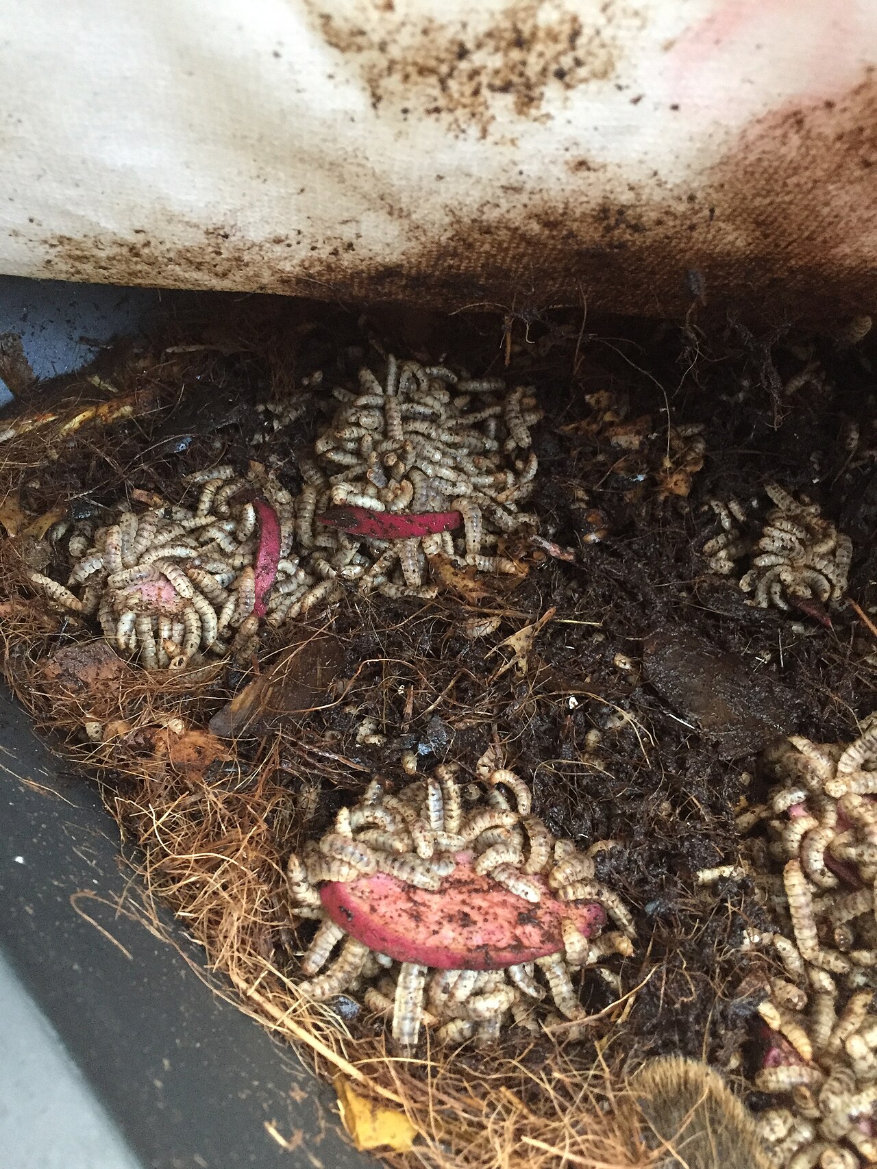 Black soldier fly larvae eating yam