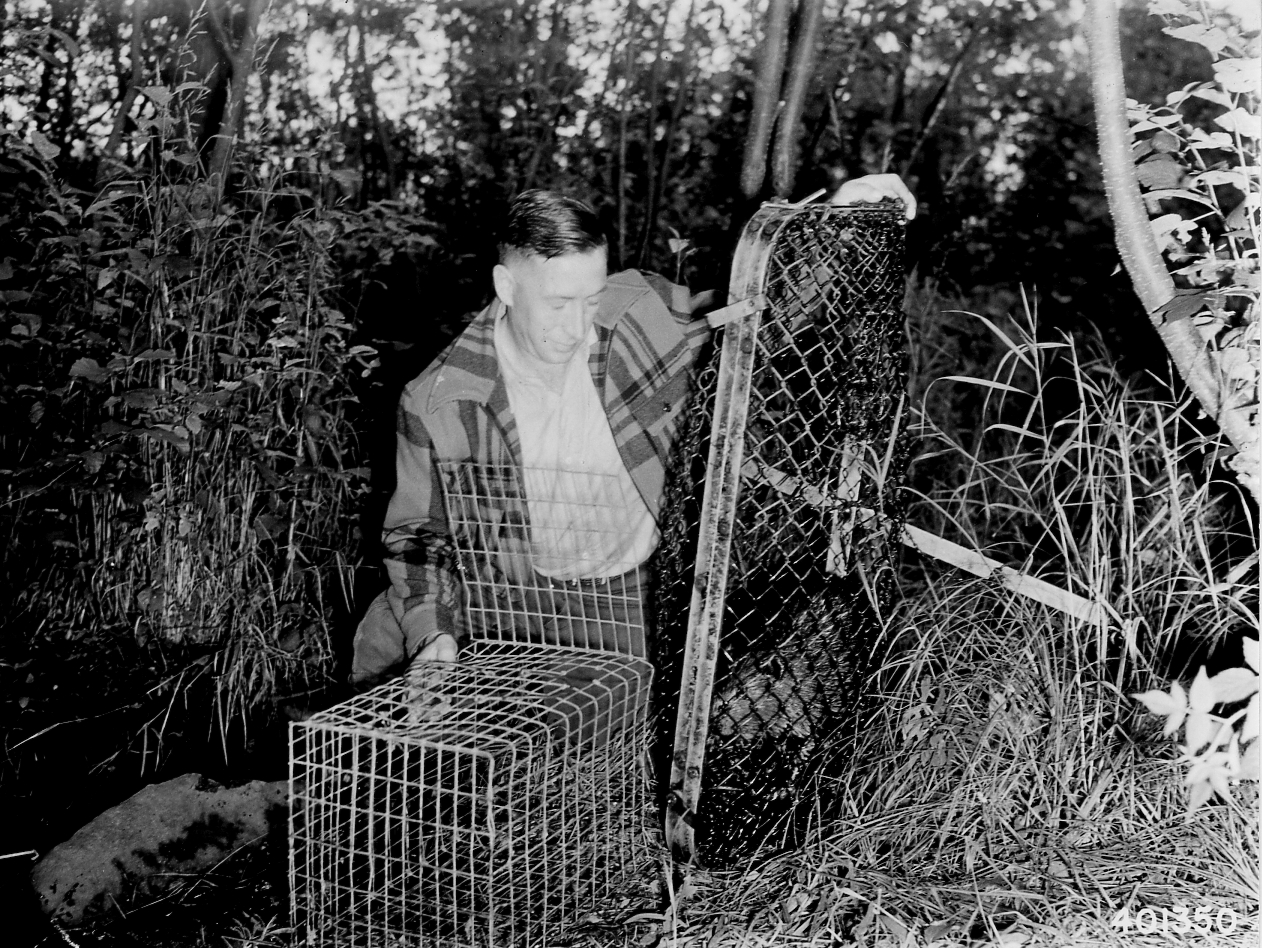 Photograph of Transferring a Beaver from a Live Trap to a Transporting Cage - NA