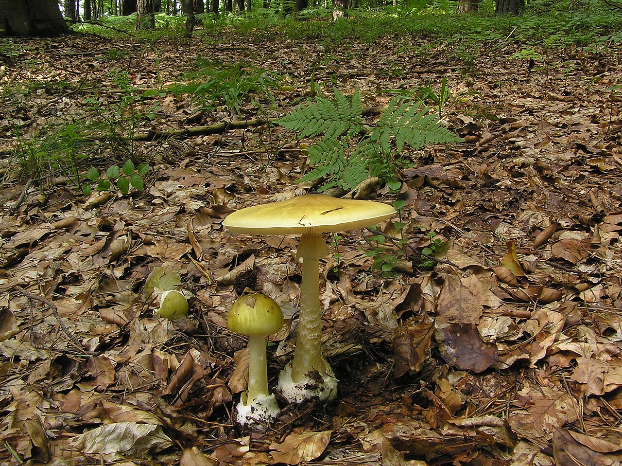 01 Amanita phalloides in Zalas, Poland