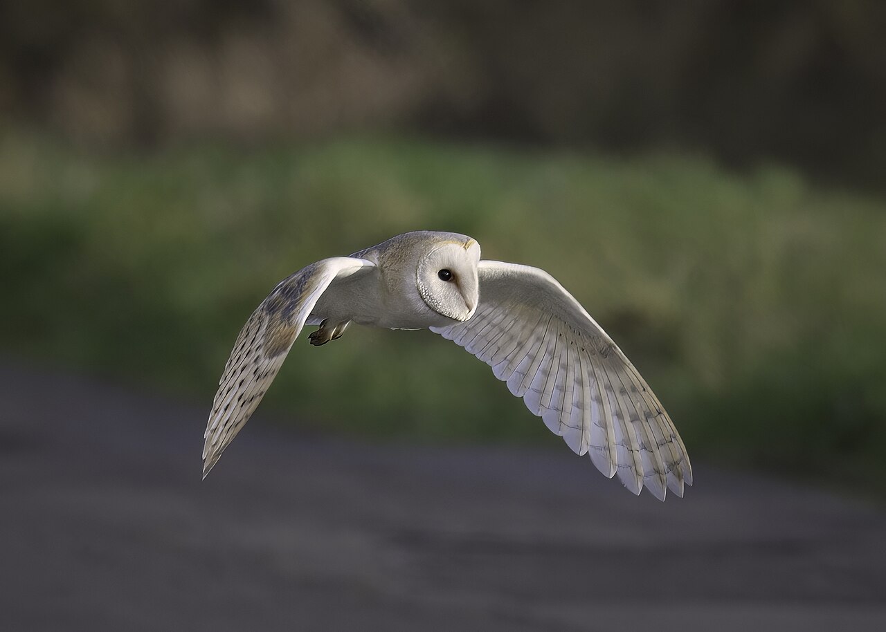 Barn Owl - Tyto alba - 53524587166