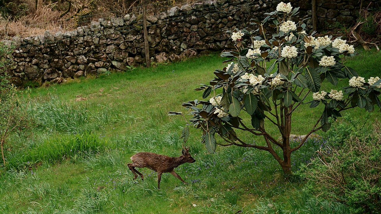 Deer in the Garden - geograph.org.uk - 6141762